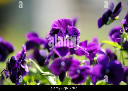 Fleurs, lits de fleurs Primroses. Banque D'Images