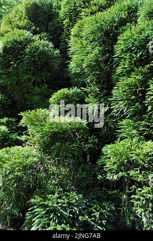 Plante, Cryptomeria japonica. Banque D'Images