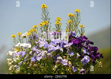 Fleurs, Primroses, Violet violet, Pansy. Banque D'Images