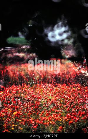 Fleurs sauvages, coquelicots. Banque D'Images