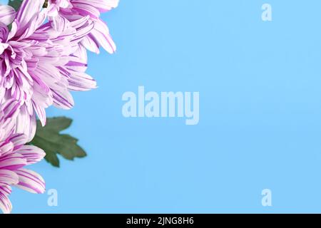 Fleur de chrysanthème sur fond bleu avec espace de copie Banque D'Images