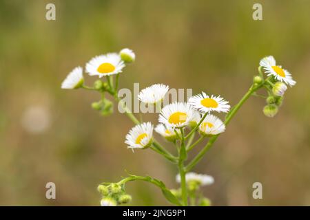 Petites fleurs de camomille blanche sur un fond flou. Place pour une inscription. Faune dans la prairie. Copier l'espace. Banque D'Images