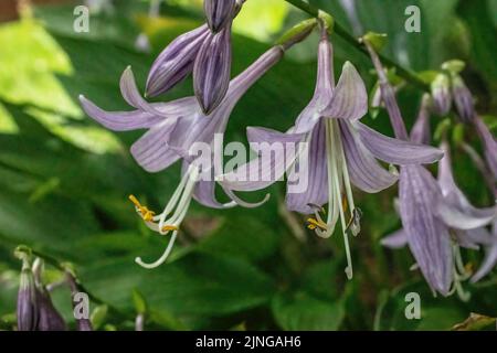 Gros plan sur les fleurs de hosta violets dans un jardin de la fin de l'été. Banque D'Images