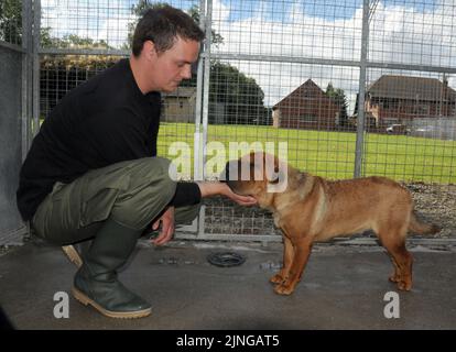 L'HONNEUR ILLÉGAL DES IMMIGRANTS AU BAYTON LODGE MET EN QUARANTAINE LES CHENILS DE WARWICKSHIRE. Un immigrant illégal a finalement été pris et enfermé après une semaine en course dans l'Oxfordshire. Honor, un Shar Pei chinois, a fait sa tentative de liberté quand elle a sauté de l'arrière d'un camion polonais qui était stationné dans une station-service Esso à Bicester, mais elle a été repérée par un passant qui a alerté les autorités. Les officiers d'Oxford Trading Standards qui s'occupent des débarquements illégaux, les gardiens de chiens et le centre local de sauvetage de chiens se sont précipités sur les lieux, mais l'honneur de 2 ans a échappé à la capture. Après sept jours, le Banque D'Images