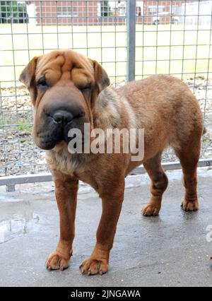 L'HONNEUR ILLÉGAL DES IMMIGRANTS AU BAYTON LODGE MET EN QUARANTAINE LES CHENILS DE WARWICKSHIRE. Un immigrant illégal a finalement été pris et enfermé après une semaine en course dans l'Oxfordshire. Honor, un Shar Pei chinois, a fait sa tentative de liberté quand elle a sauté de l'arrière d'un camion polonais qui était stationné dans une station-service Esso à Bicester, mais elle a été repérée par un passant qui a alerté les autorités. Les officiers d'Oxford Trading Standards qui s'occupent des débarquements illégaux, les gardiens de chiens et le centre local de sauvetage de chiens se sont précipités sur les lieux, mais l'honneur de 2 ans a échappé à la capture. Après sept jours, le Banque D'Images