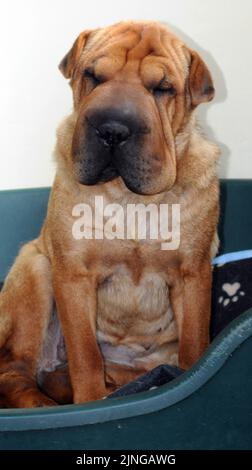 L'HONNEUR ILLÉGAL DES IMMIGRANTS AU BAYTON LODGE MET EN QUARANTAINE LES CHENILS DE WARWICKSHIRE. Un immigrant illégal a finalement été pris et enfermé après une semaine en course dans l'Oxfordshire. Honor, un Shar Pei chinois, a fait sa tentative de liberté quand elle a sauté de l'arrière d'un camion polonais qui était stationné dans une station-service Esso à Bicester, mais elle a été repérée par un passant qui a alerté les autorités. Les officiers d'Oxford Trading Standards qui s'occupent des débarquements illégaux, les gardiens de chiens et le centre local de sauvetage de chiens se sont précipités sur les lieux, mais l'honneur de 2 ans a échappé à la capture. Après sept jours, le Banque D'Images