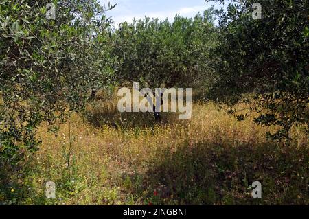 oliveraie. Vue sur la campagne de l'île de Tilos, Dodécanèse, près de Rhodes. Mai 2022. Ressort. Banque D'Images