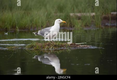 Goéland argenté (Larus argentatus) sur un îlot dans un lac finlandais Banque D'Images