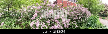Lilas en pleine floraison sur le Rose Kennedy Greenway à Boston, Massachusetts Banque D'Images