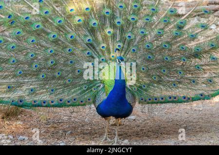Paon avec ailes de paillage dans la vue avant. Banque D'Images