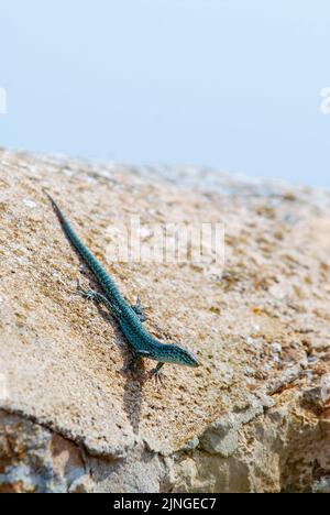 Le sargantane de Formentera, icône de l'île de Formentera, c'est la seule espèce de lézard qui vit dans les îles Pitiusan, en Espagne Banque D'Images