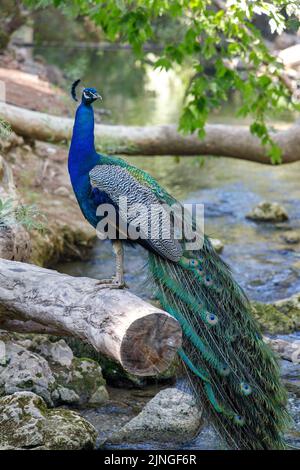 Peacock dans une zone forestière la cascade de sept sources dans l'île de Rhodes, Grèce, Europe. Banque D'Images