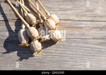 Bouquet de tiges de pavot sèches avec des gousses de graines sur une surface en bois. Coquelicot. Banque D'Images