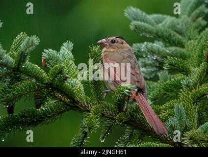 Magnifique Cardinal songbird reposant dans les arbres Banque D'Images