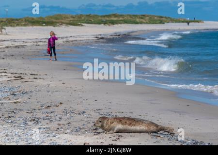 Phoques, zone protégée, ne pas déranger, île de haute mer la Dune, partie de Heligoland, district de Pinneberg, Schleswig-Holstein, Allemagne du Nord Banque D'Images