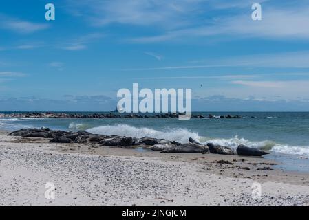 Phoques, zone protégée, ne pas déranger, île de haute mer la Dune, partie de Heligoland, district de Pinneberg, Schleswig-Holstein, Allemagne du Nord Banque D'Images