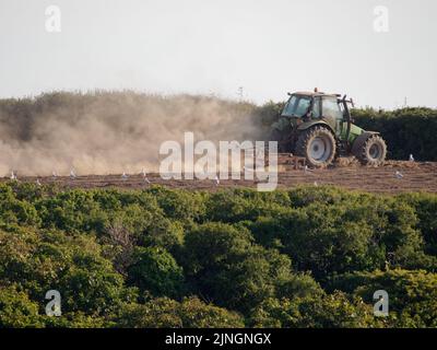 Météo au Royaume-Uni, Crantock, Cornwall, Royaume-Uni. Un agriculteur lève de grands nuages de poussière de son sol aride alors qu'il cultive le sol aride dans l'espoir d'être capable de semer des cultures. L'Agence pour l'environnement se réunit vendredi pour décider si les conditions de sécheresse de l'utilisation de l'eau devraient être introduites dans le sud-ouest de l'Angleterre. 11th août 2022. Robert Taylor Alamy Live News Banque D'Images