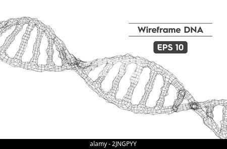 Illustration vectorielle de la structure de l'ADN à l'aide d'un maillage filaire Illustration de Vecteur