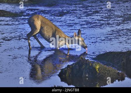 Pacifric Grove, Californie, États-Unis. 11th août 2022. Le cerf prend un bain et un verre dans l'océan Pacifique lors d'une chaude journée d'été (Credit image: © Rory Merry/ZUMA Press Wire) Banque D'Images