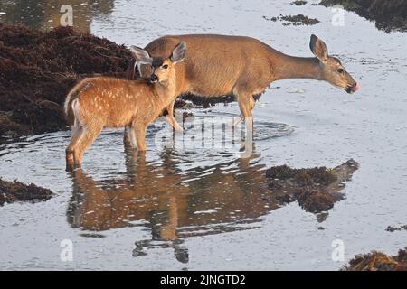 Pacific Grove, Californie, États-Unis. 11th août 2022. Deer et son fauve prennent un verre dans l'océan Pacifique lors d'une journée chaude. (Credit image: © Rory Merry/ZUMA Press Wire) Banque D'Images