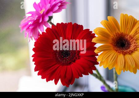 une fleur de gerbera rouge sur fond de fleurs jaunes et roses se dresse sur une fenêtre dans un vase Banque D'Images