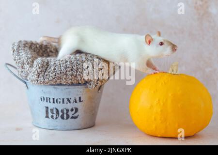 Souris blanche grimpant du panier métallique au recyclage des vêtements de citrouille. La mode écologique et durable chute Banque D'Images