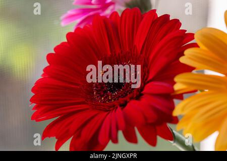 photo macro d'une fleur de gerbera rouge gros plan des pétales de fleur Banque D'Images