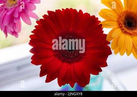 fleur de gerbera rouge gros plan Banque D'Images