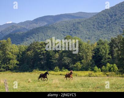 Deux chevaux de course, pâturages verts et chaînes de montagnes à Cades Cove, dans le parc national des Great Smoky Mountains, au Tennessee, aux États-Unis Banque D'Images