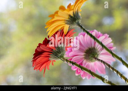 vue rapprochée d'en dessous sur un bourgeon d'une fleur de gerbera rouge qui sont sur le fond d'autres fleurs Banque D'Images
