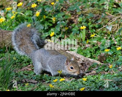 Écureuil gris Sciurus carolinensis, fourrager chez les petites célandines Ficaria verna, sur le plancher de bois décidus, Somerset, Royaume-Uni, mars. Banque D'Images