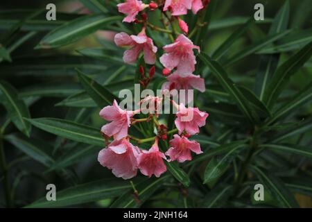 Rose couleur Nerium Oleander Flower avec fond blanc/ciel et gros plan Banque D'Images