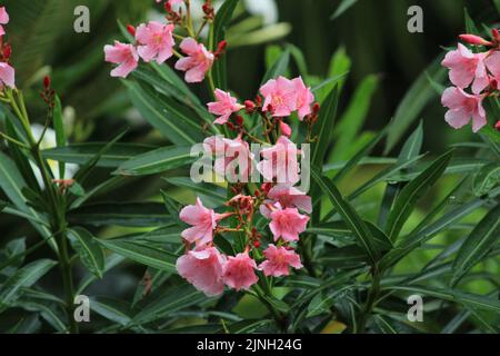 Rose couleur Nerium Oleander Flower avec fond blanc/ciel et gros plan Banque D'Images