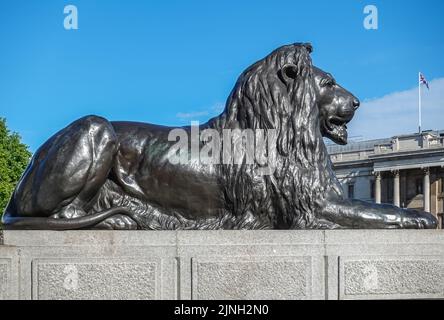 Londres, Royaume-Uni- 4 juillet 2022 : Trafalgar Square. Gros plan complet d'une statue de lion noir sur un piédestal en pierre grise. Fait partie du bâtiment de la Galerie nationale. BL Banque D'Images