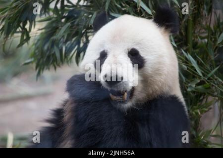 Gros plan sur le Male Panda du zoo de Copenhague, en vous munissant d'un dîner en bambou sur fond vert flou agréable Banque D'Images