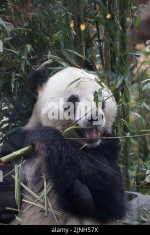 Gros plan sur le Male Panda du zoo de Copenhague, en vous munissant d'un dîner en bambou sur fond vert flou agréable Banque D'Images