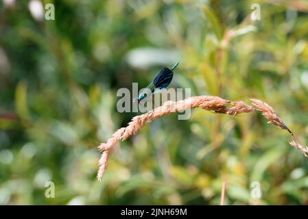 Une libellule est un insecte volant appartenant à l'ordre Odonata, l'infraordre Anisoptera (de grec ἄνισος anisos, 'inégale' et πτερόν pteron, 'aile', b Banque D'Images