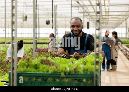 Un ouvrier afro-américain de Greenhose déplace des caisses à salade tandis que les ingénieurs utilisent un ordinateur portable pour contrôler le système hydroponique. Homme qui pousse le porte-vêtements avec différents types de laitue pour la livraison au magasin local. Banque D'Images