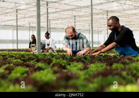 Divers hommes et femmes travaillant en serre inspectant les cultures de plantes vertes à la recherche de ravageurs et de dommages pour le contrôle de la qualité. Groupe de bioagriculteurs cultivant différents types de laitue et de microlégumes. Banque D'Images