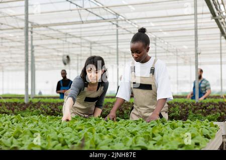 Diverses femmes travaillant dans le développement de plantes de contrôle de serre et de faire la lutte antiparasitaire avant la récolte pour livraison. Femme de race blanche et agriculteur afro-américain qui contrôle la qualité des cultures biologiques. Banque D'Images