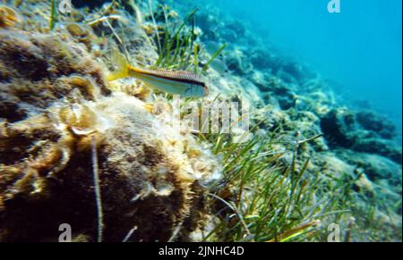 Mullus barbatus - poisson-chèvre photographiant sous l'eau dans la mer Méditerranée Banque D'Images