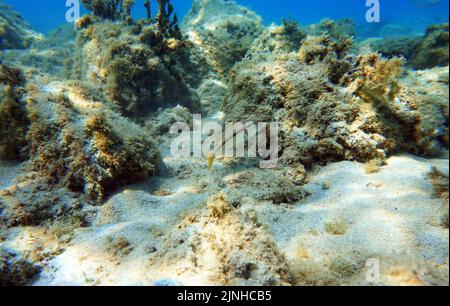 Mullus barbatus - poisson-chèvre photographiant sous l'eau dans la mer Méditerranée Banque D'Images