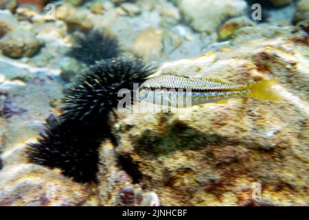 Mullus barbatus - poisson-chèvre photographiant sous l'eau dans la mer Méditerranée Banque D'Images