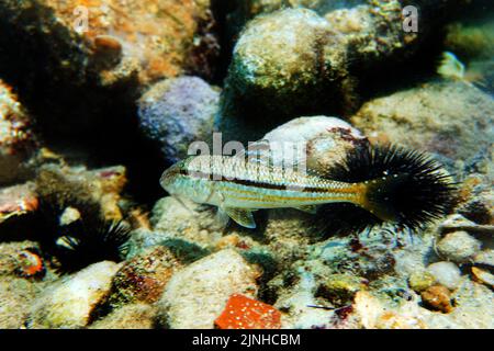 Mullus barbatus - poisson-chèvre photographiant sous l'eau dans la mer Méditerranée Banque D'Images