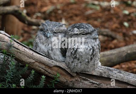 Une paire de Tawny Frogmouths (Podargus strigoides) à Sydney, Nouvelle-Galles du Sud, Australie (photo de Tara Chand Malhotra) Banque D'Images