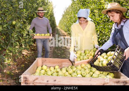 Les travailleurs qui mettent les pommes récoltées dans la caisse Banque D'Images