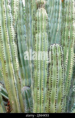 gros plan de cactus de type canon sain au plein soleil Banque D'Images