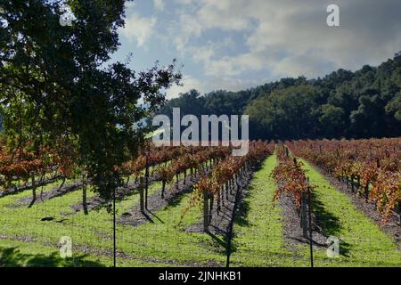 des rangées de vignes au domaine viticole en automne Banque D'Images