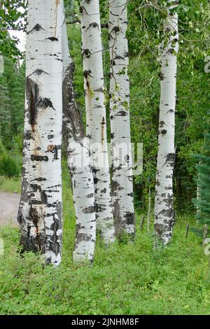 Un bosquet d'Aspen en été Banque D'Images