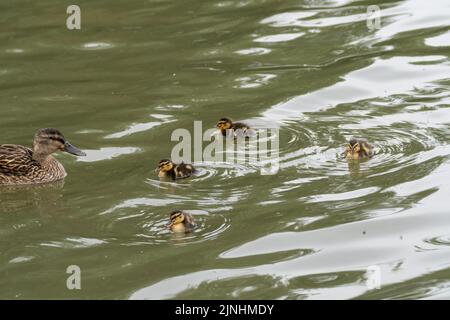 Une jolie famille de canards nageant dans un lac vert avec une femelle de canard et ses quatre caneteaux Banque D'Images